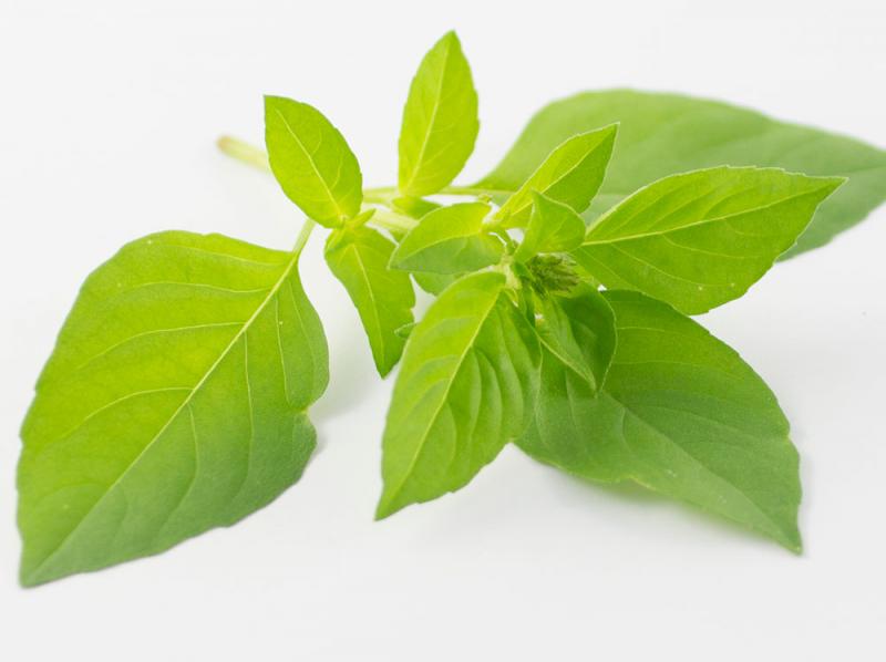 Лимонен босилек -basil lemon,Ocimum africanum (7024)